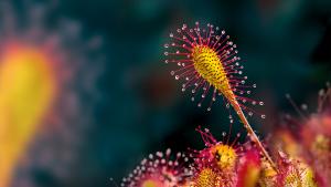 Pozvánka do Botanické zahrady