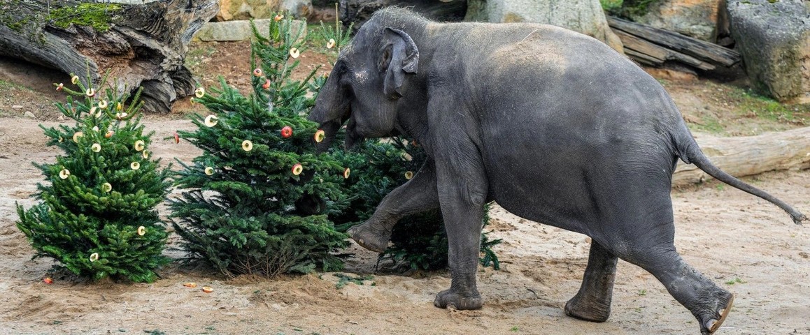 Tradiční nadílka u zvířat