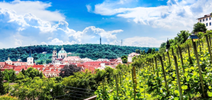 Pražské vinice