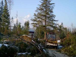 464142_Zaměstnanci Lesů HMP při odstraňování následků větrné smršti ve Vysokých Tatrách