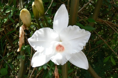 Botanická zahrada Praha zve na oblíbenou výstavu orchidejí v tropickém skleníku Fata Morgana
