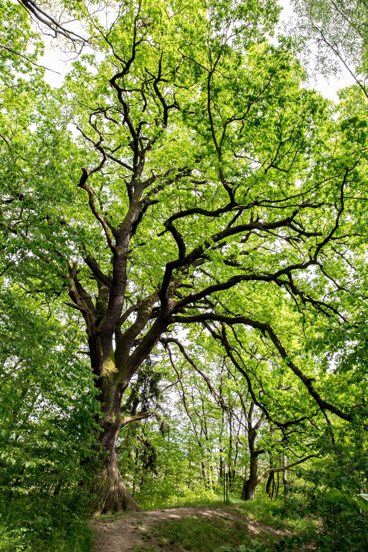 Dub letní, známý také jako Otec dubů roste na hrázi rybníku Homolka v přírodní památce Milíčovský les