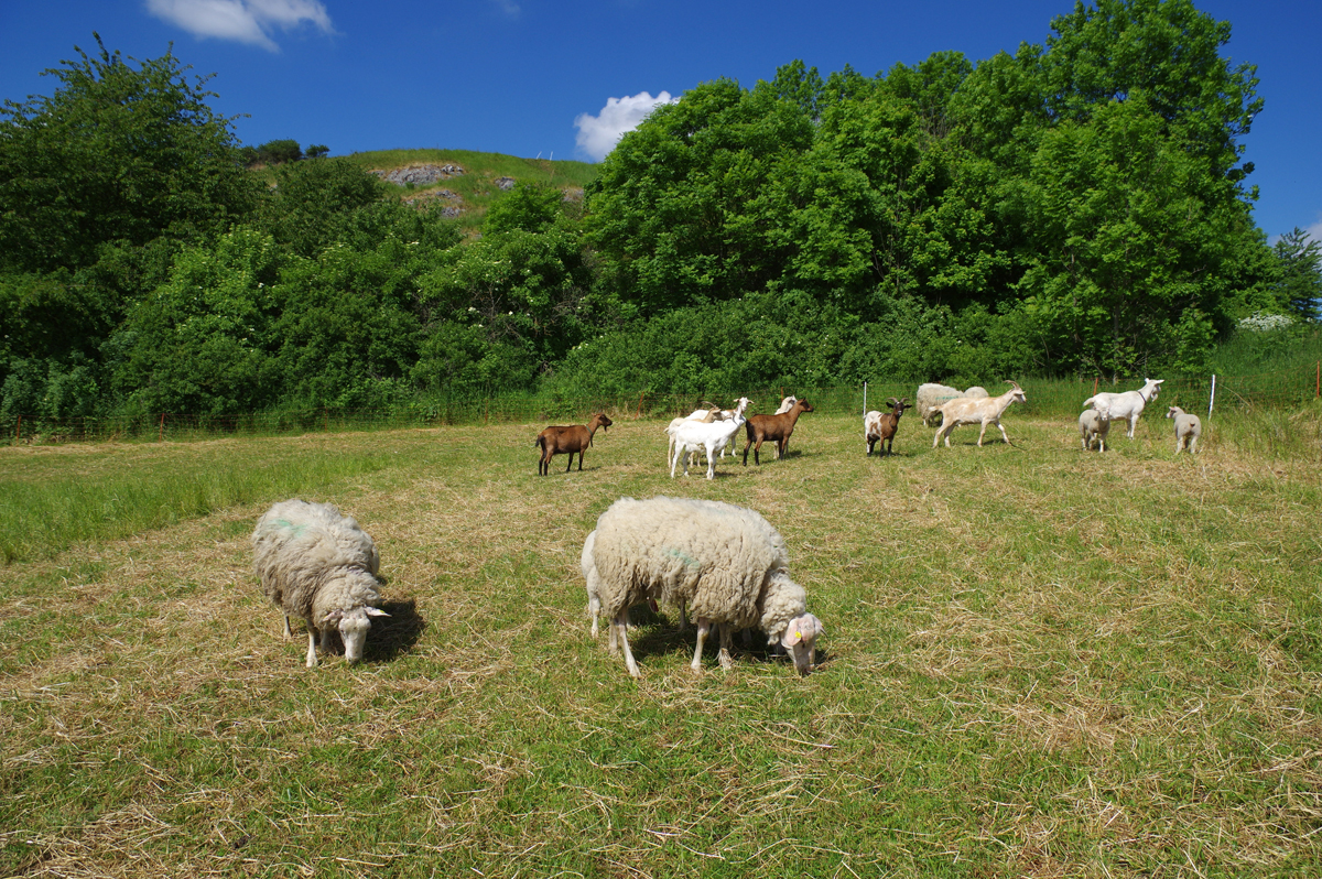 Stáda ovcí a koz opět vyráží do pražské přírody (Divká Šárka)