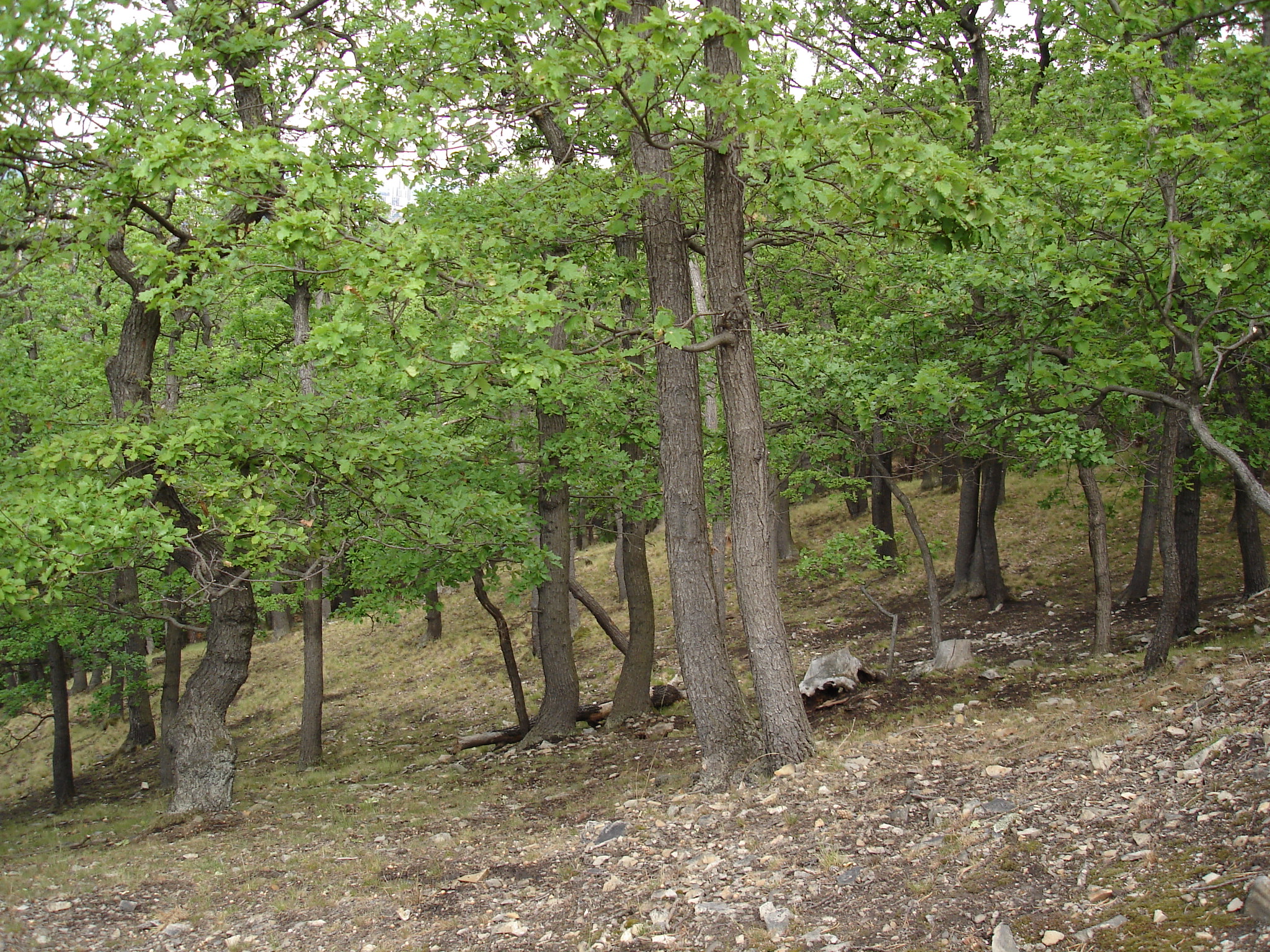 Kunratický les - typická doubrava
