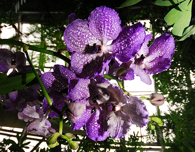 orchidea9