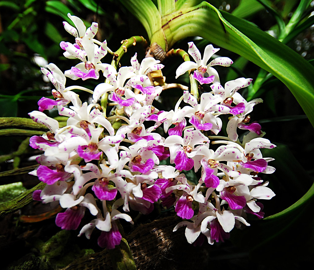 orchidea_titul
