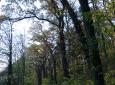 po lesoparku Na Cibulce - cesta lemovaná dubovou alejí vedoucí k památným dubům