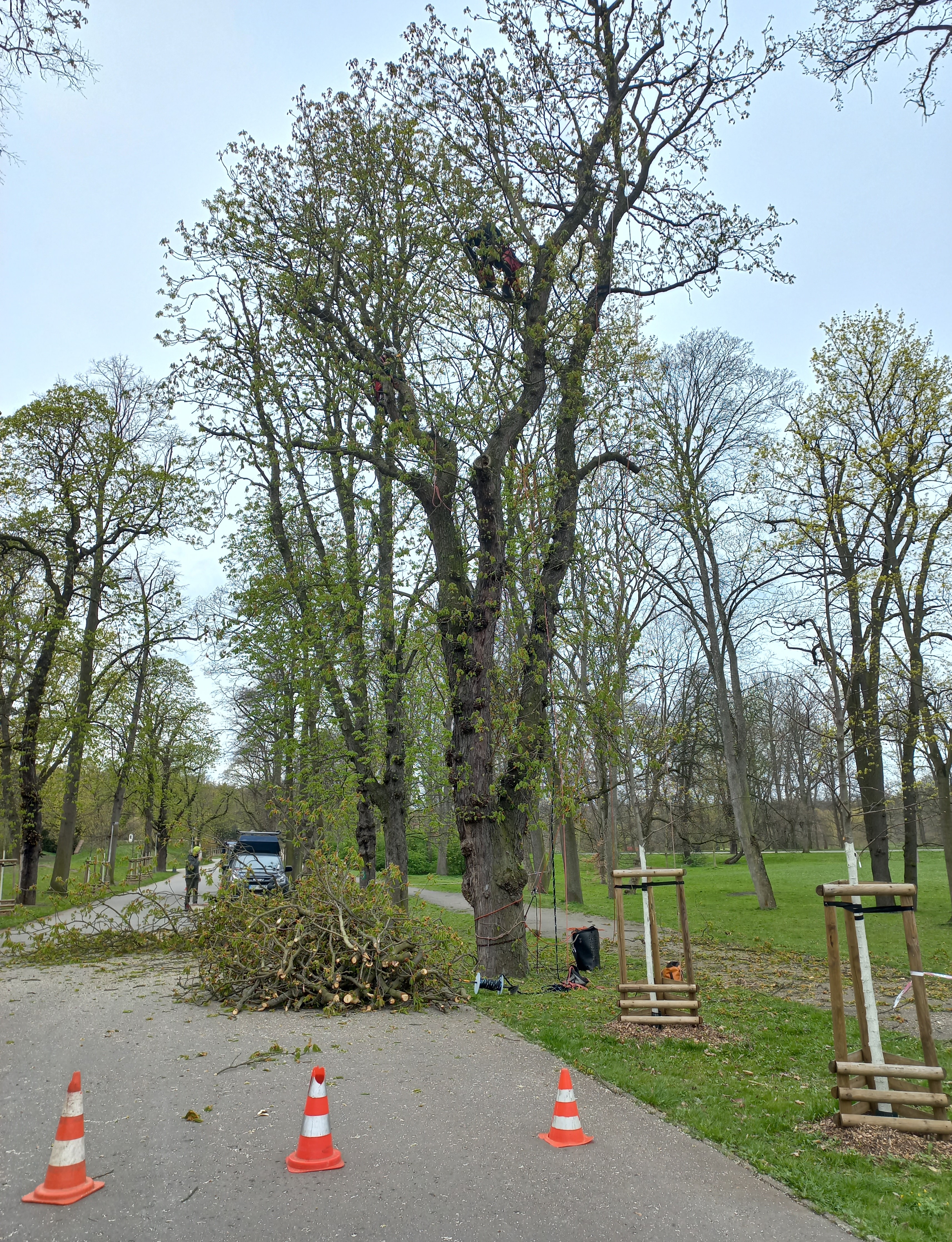 3584222_Arboristické práce ve stromořadích v parku Stromovka – II. etapa