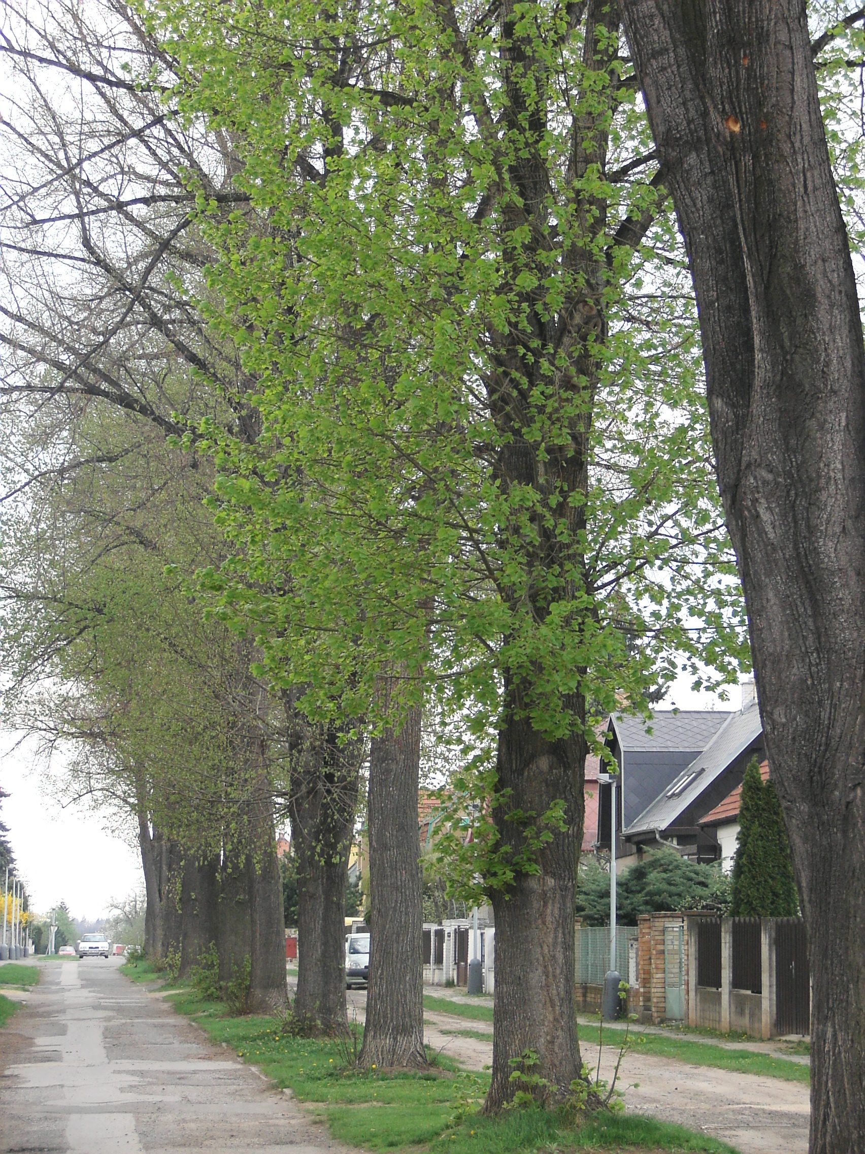 Stromořadí lípy srdčité v ul.  Gagarinova v Suchdole, ilustr. foto, trasa č.9 Za památnými stromy