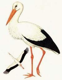 čáp bílý - ilustrace z knihy ptáci (walter černý)