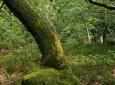 dominantou lesních porostů v přírodní rezervaci Šance jsou duby