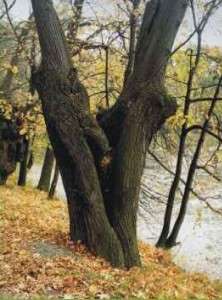 Přírodní park Klánovice-Čihadla, ilustrační foto (v přírodní památce Počernický rybník je na hrázi porost tvořený převážně duby s malým podílem lip)