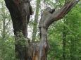 starobylý památný dub na hrázi podleského rybníka