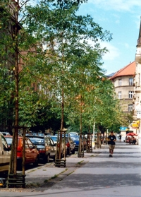 pražské uliční stromořadí