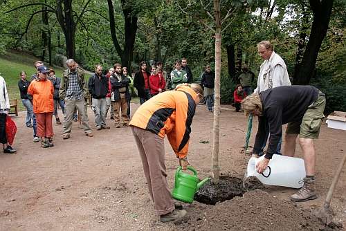 Výsadba stromů v městském prostředí
