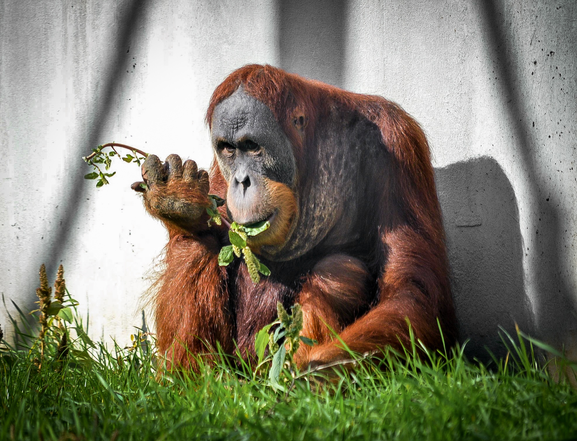 Samec orangutana sumaterského. Foto: http://www.zoopraha.cz/