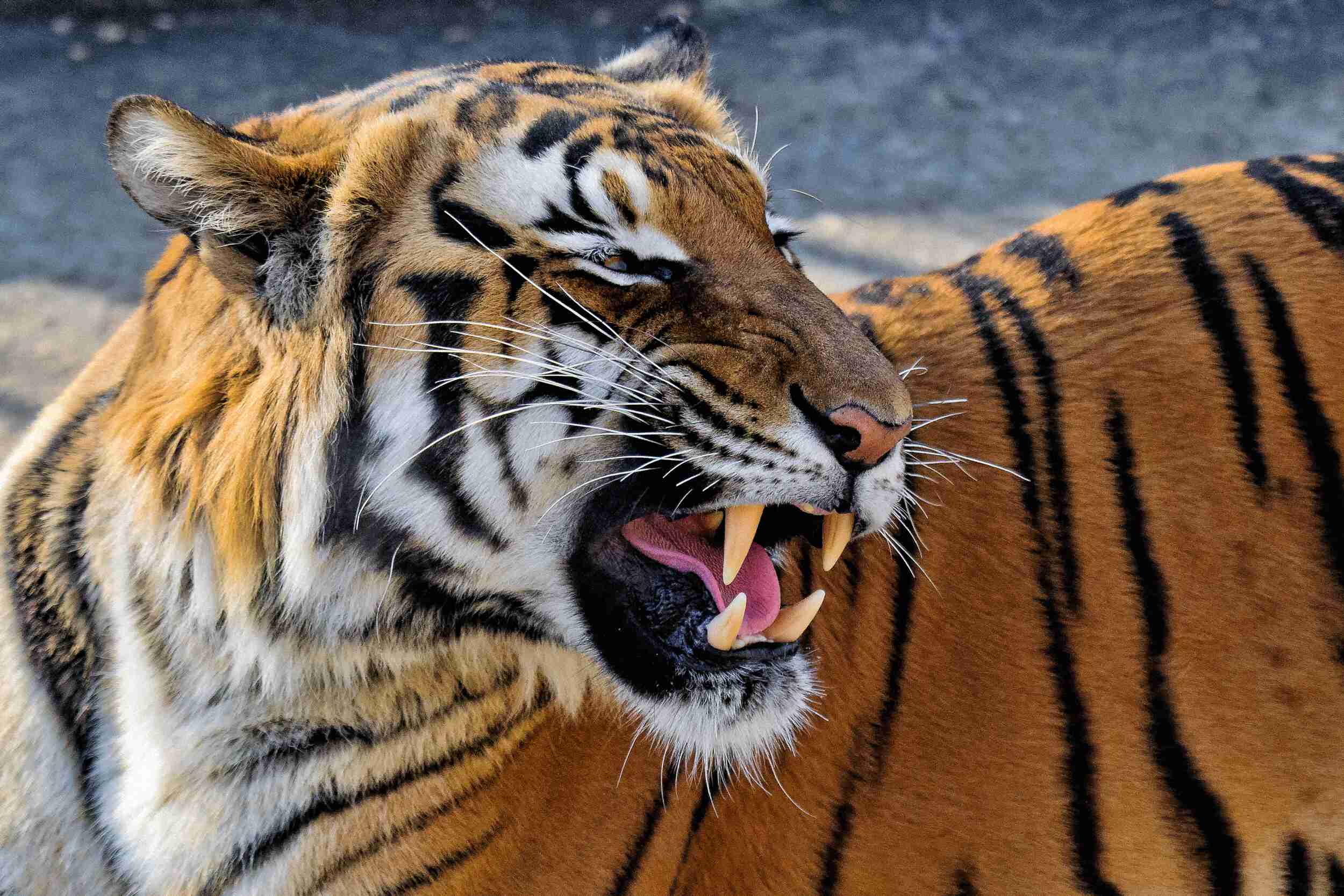 Samice tygra sumaterského. Foto: http://www.zoopraha.cz/