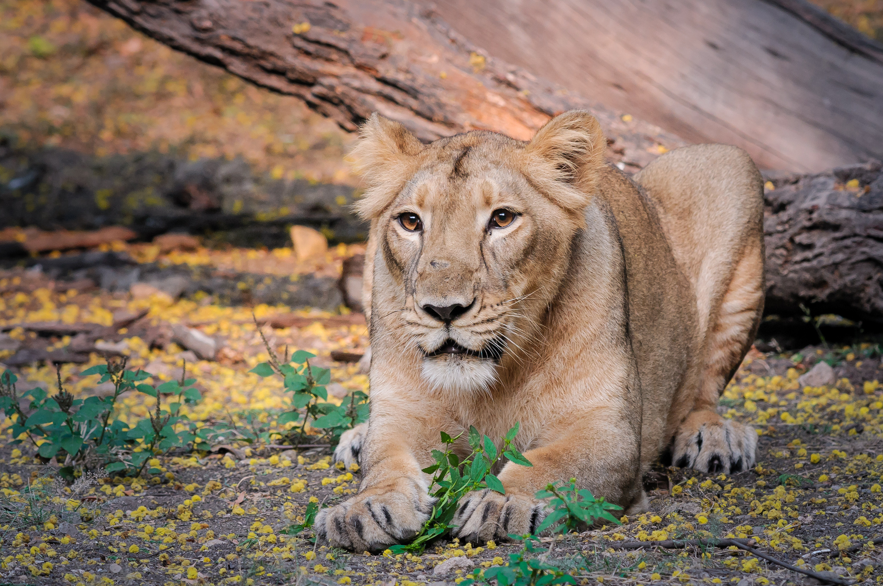 Lvi indičtí. Foto: http://www.zoopraha.cz/
