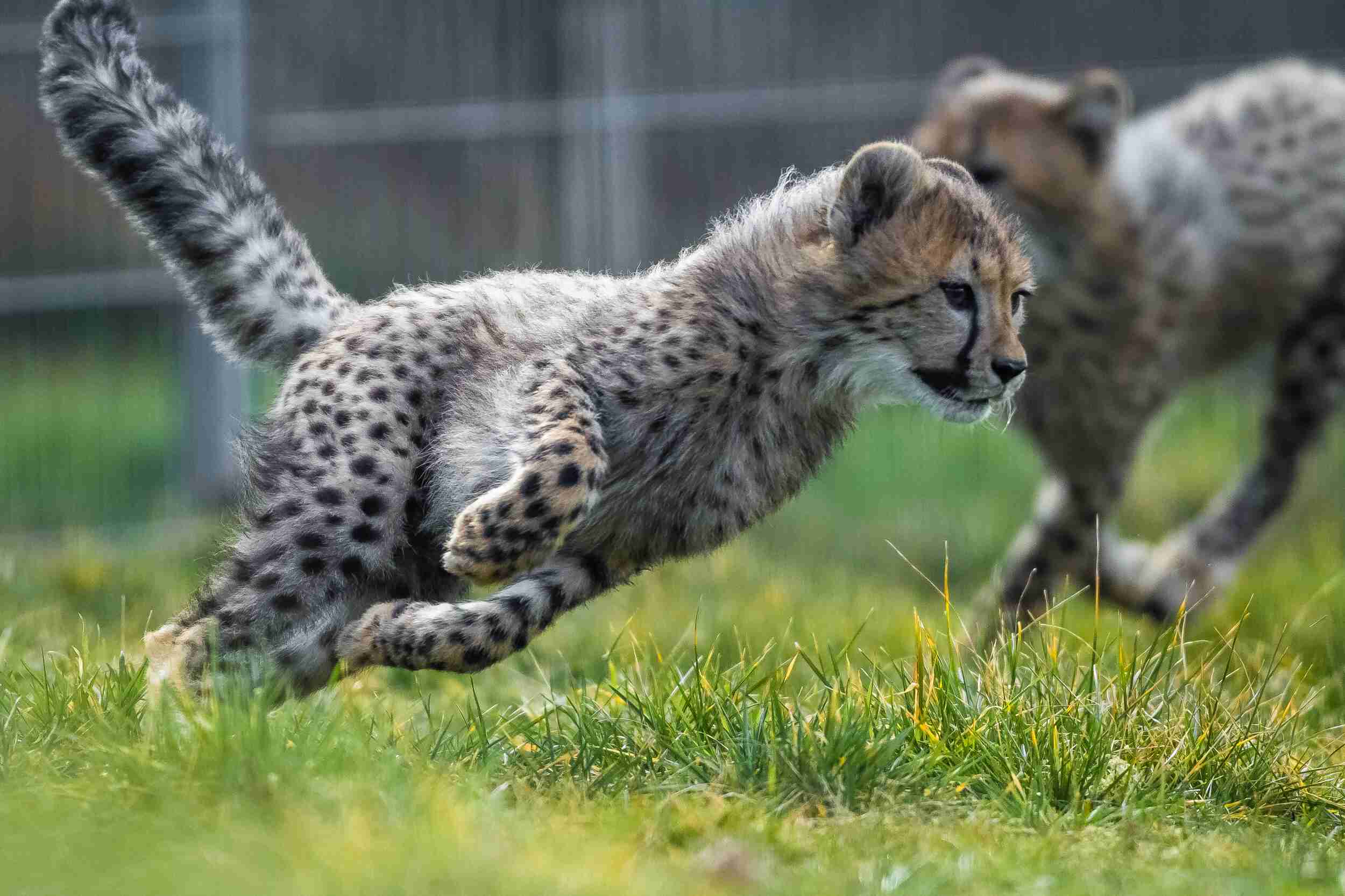 Gepardí mláďata - stáří necelé 4 měsíce. Foto: http://www.zoopraha.cz/