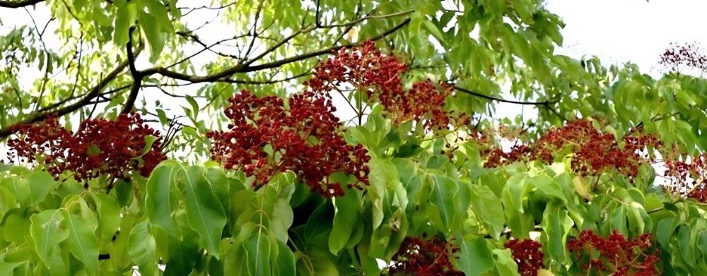 Jeden z klimaticky odolnějších druhů - Čtverák Danielův