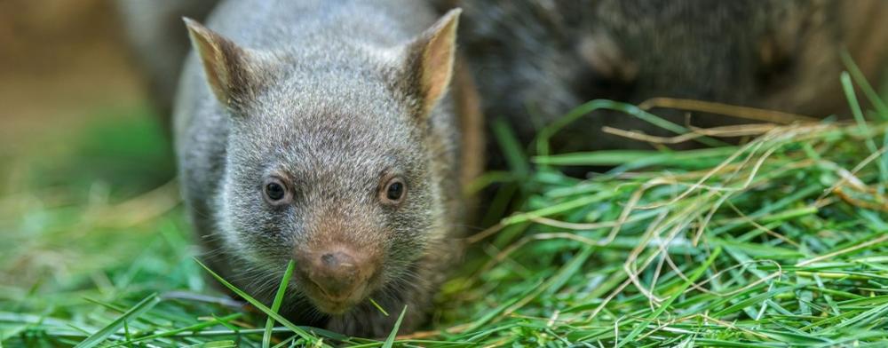 Druhé mládě vombata obecného narozené v pražské zoo