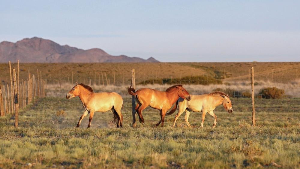 Koně Převalského v Tachin talu (Mongolsko)