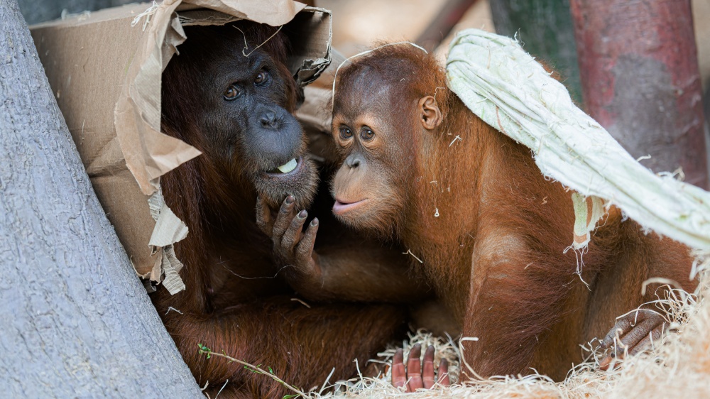 Orangutani v pražské zoo - Mawar a její syn Kawi