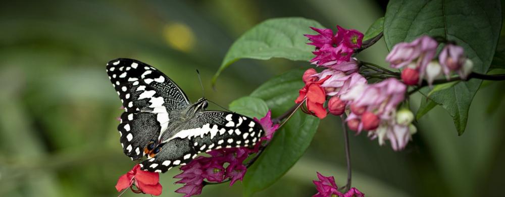 Ilustrační foto k letošní výstavě