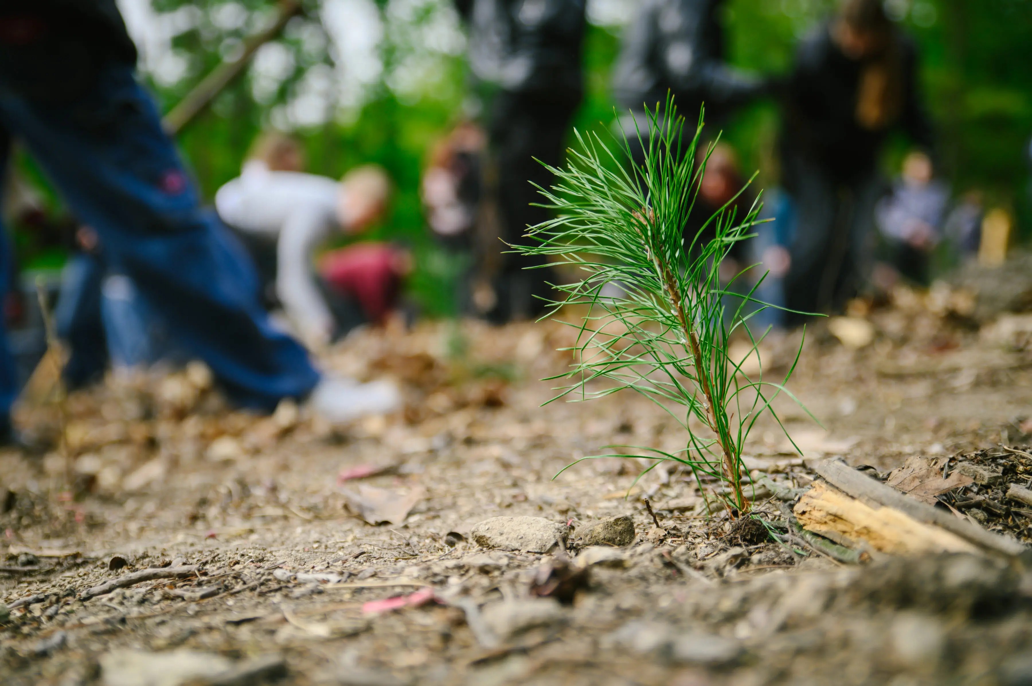 Ilustrační foto - výsadba sazenic v pražských lesích