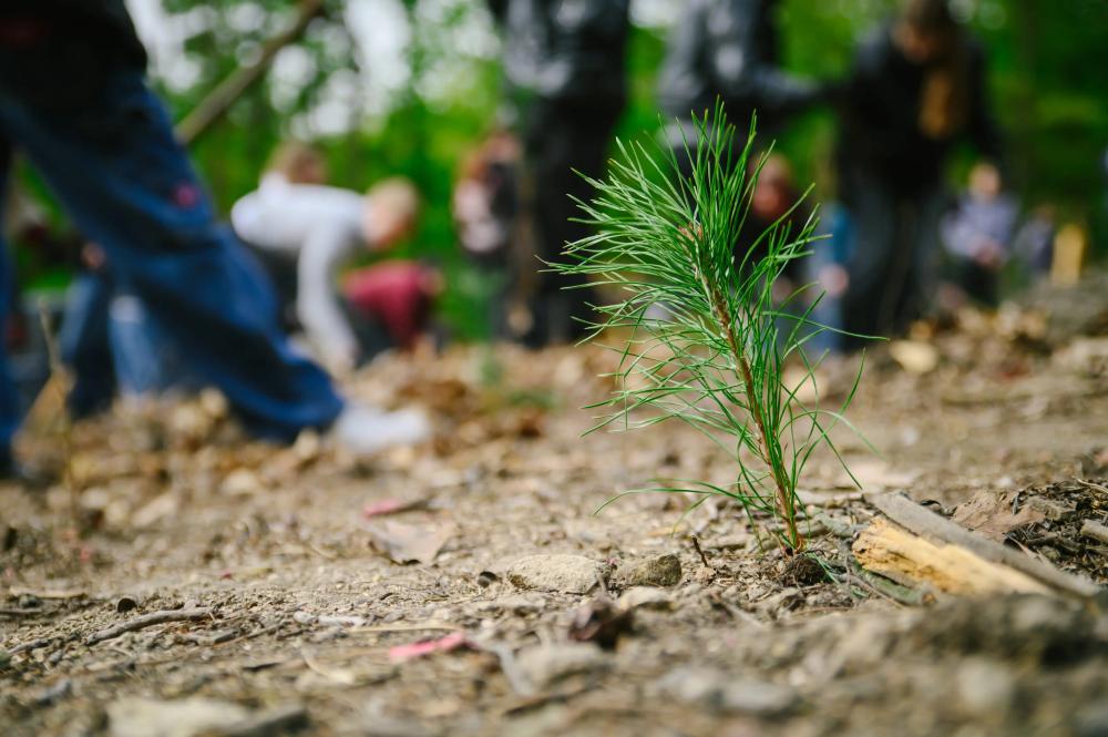 Ilustrační foto - výsadba sazenic v pražských lesích