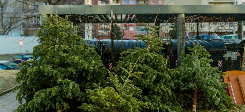 Ilustrační foto - odložené vánoční stromky