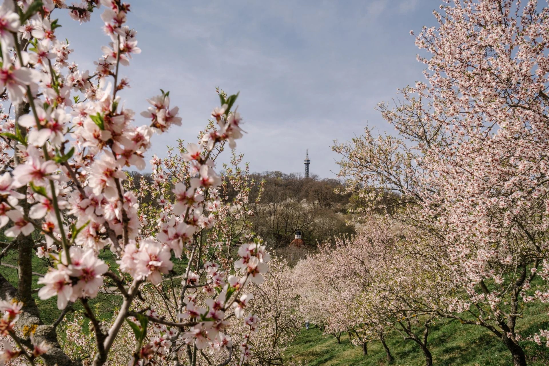 Ilustrační foto - rozkvetlé sakury v Praze