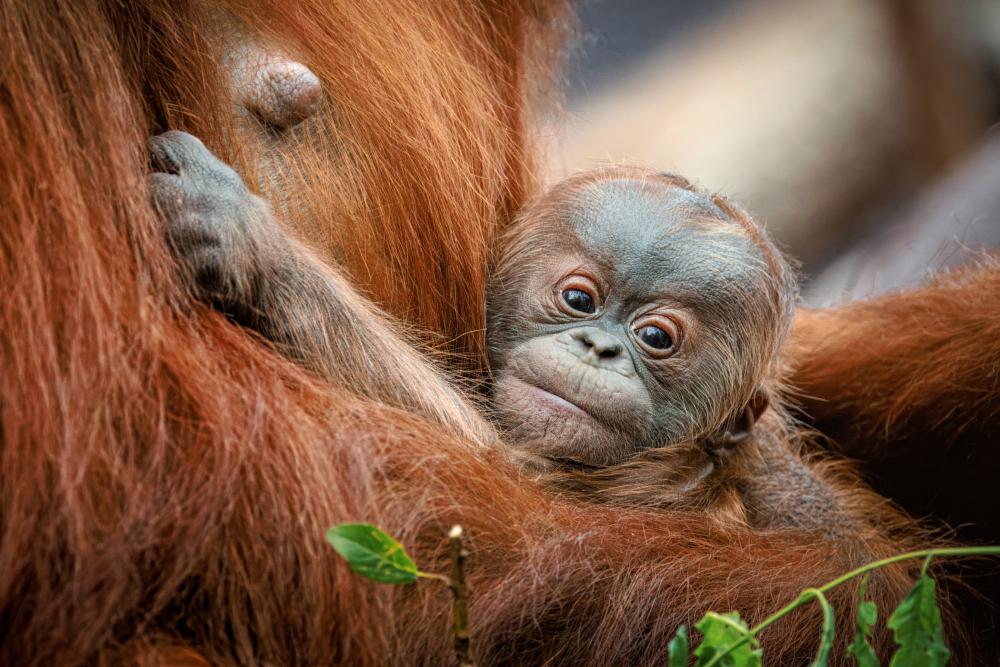 Sameček orangutana sumaterského