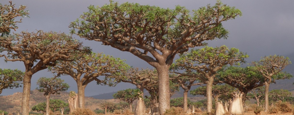 Kadidlovníky na ostrově Sokotra