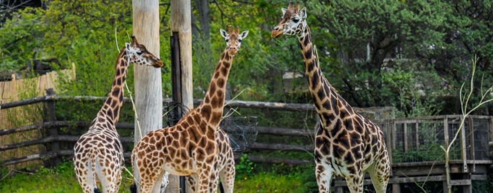 Žirafy v pražské zoo