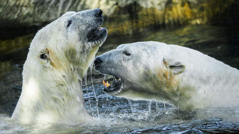 Lední medvědi v pražské zoo