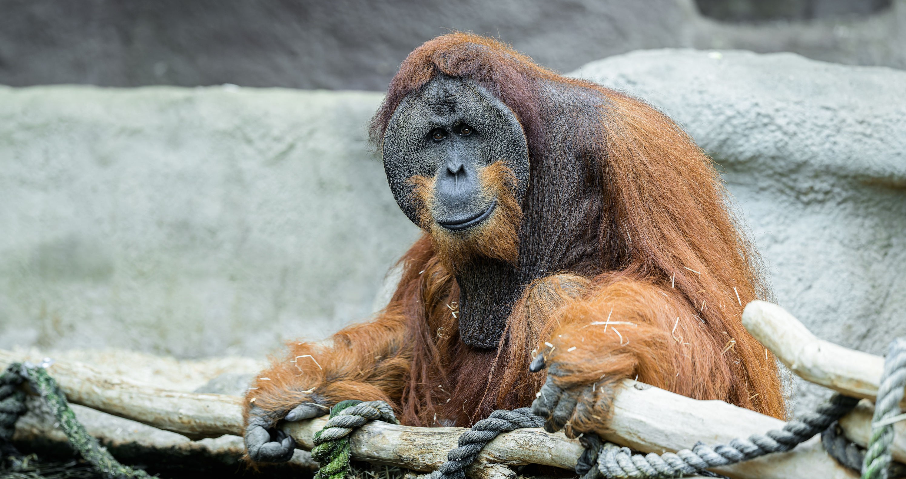 Orangutan Pagi